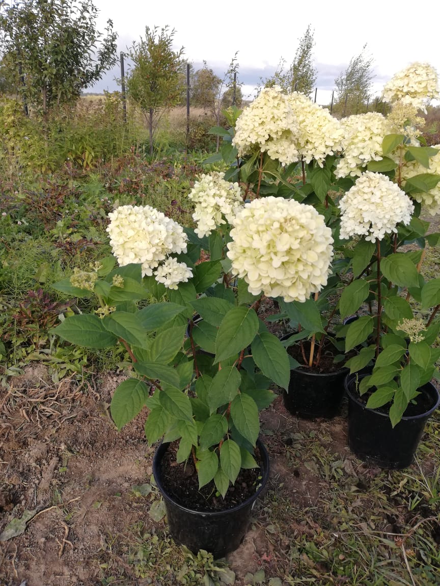 саженцы черешни 5 6 7 лет