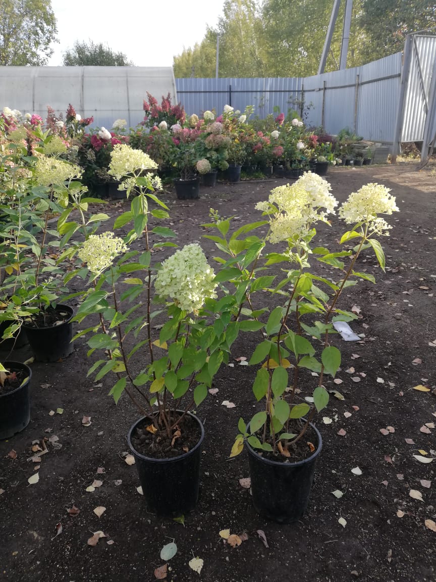 саженцы черешни 5 6 7 лет