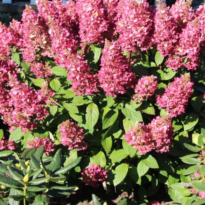 Пинки Винки