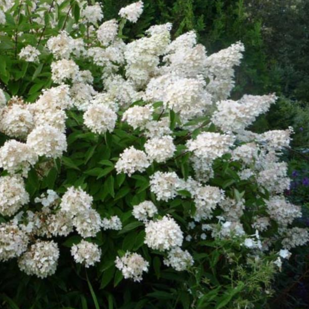 Грандифлора