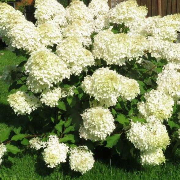 Полярный медведь