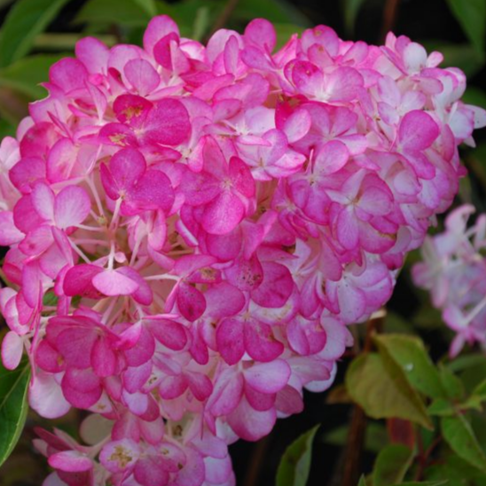 Сандей Фрейз