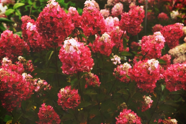 Самарская Лидия