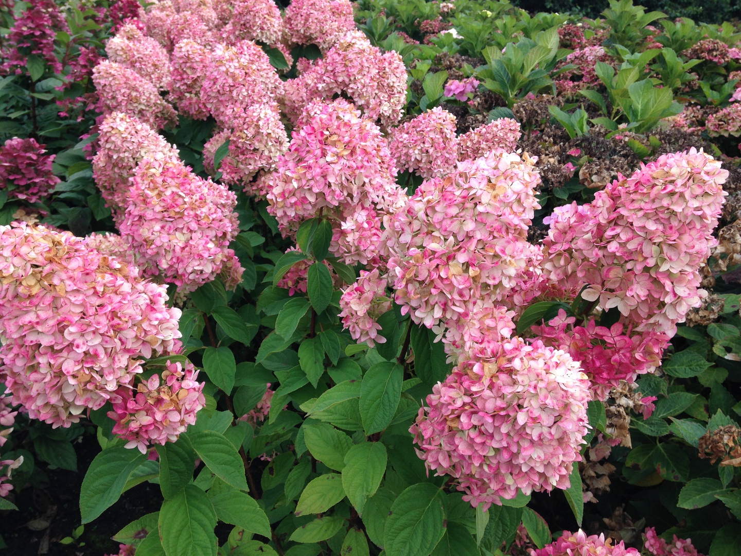 Мэджикал Кэндл