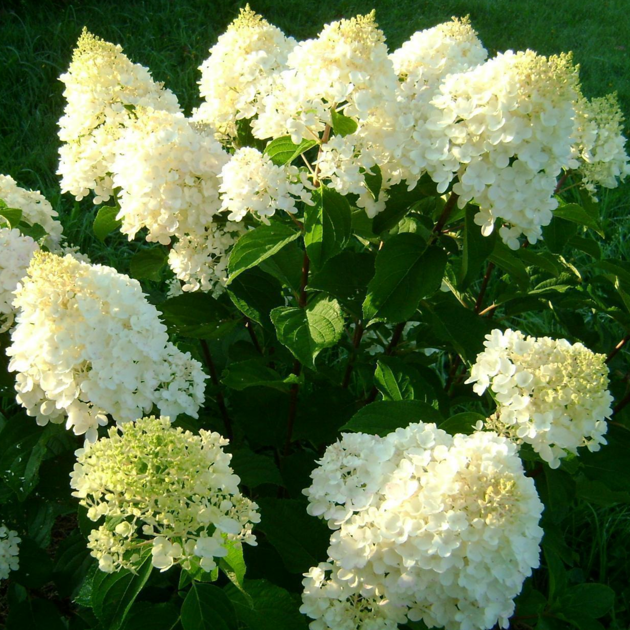 Сильвер Доллар