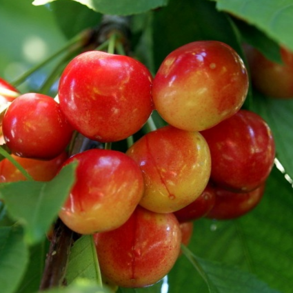 Купить саженцы черешни сорт франц иосиф