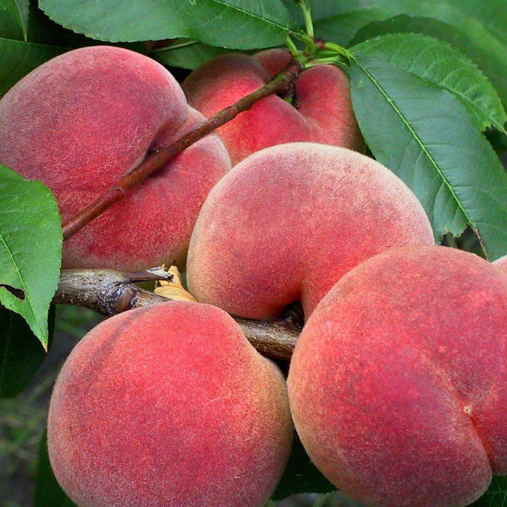 Купить саженцы персика сорт новоселковский 6 лет