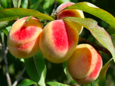 Купить саженцы персика сорт хасанский 6 лет