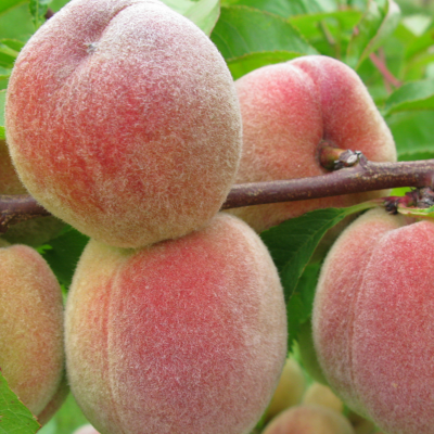 Купить саженцы персика сорт елгавский 6 лет