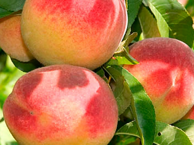 Купить саженцы персика сорт Лойко 6 лет