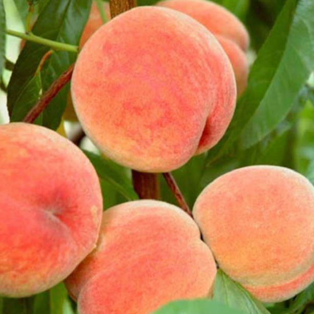 Купить саженцы персика сорт Донецкий желтый 6 лет