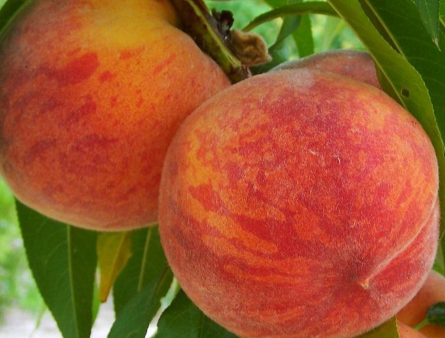 Купить саженцы персика сорт Московский карлик 6 лет