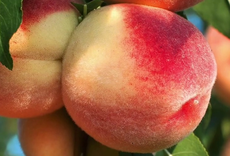 Купить саженцы персика сорт хасанский 6 лет