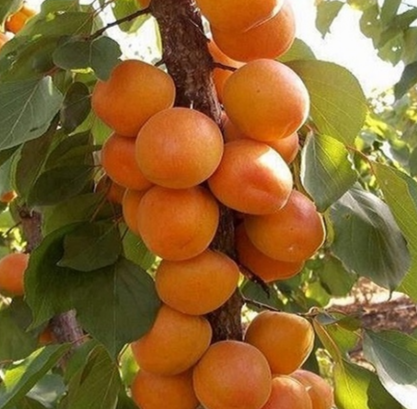 Купить колоновидный абрикос 2 года