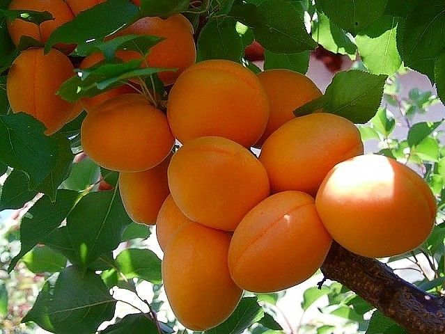 саженцы колоновидный абрикос