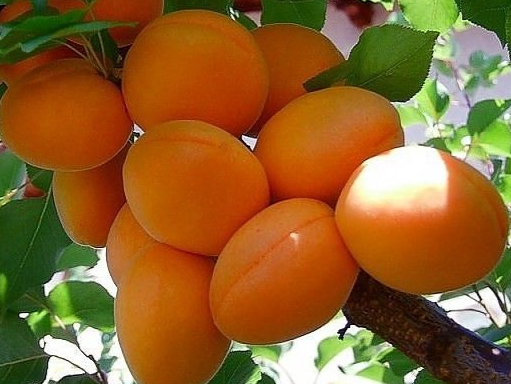 Купить колоновидный абрикос 2 года