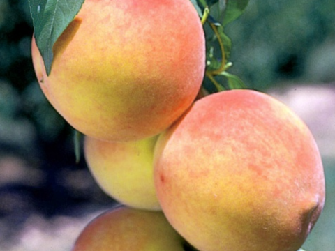 Купить Двухлетние саженцы колоновидного персика  Сорт "Сувенир"