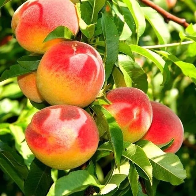 саженцы колоновидных деревьев  персик