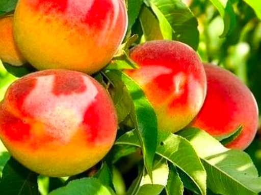 Купить саженцы колоновидного персик сорт штайнберг