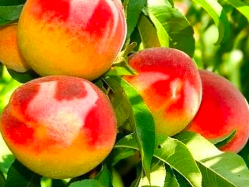 Купить саженцы колоновидного персик сорт штайнберг