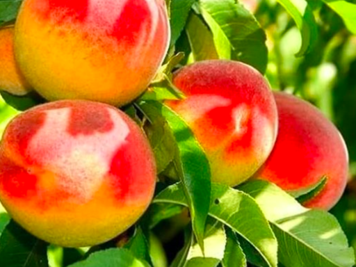 Купить саженцы колоновидного персика сорт штайнберг