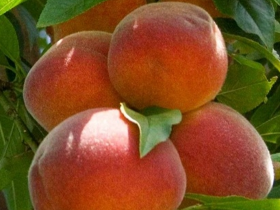 Купить саженцы колоновидного персикаа сорт медовый