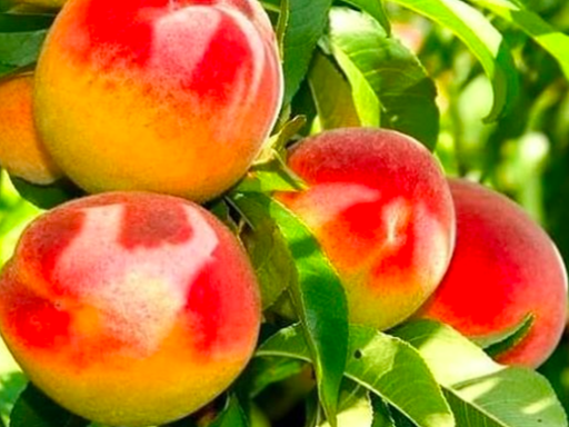 Купить саженцы колоновидного персика сорт штайнберг