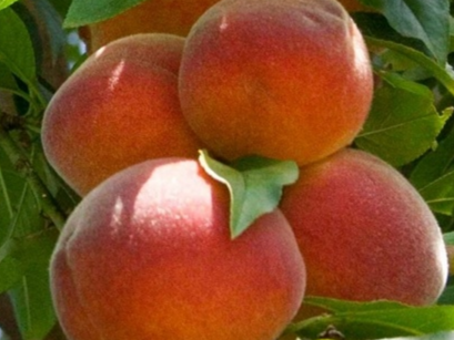 Купить саженцы колоновидного персика сорт медовый