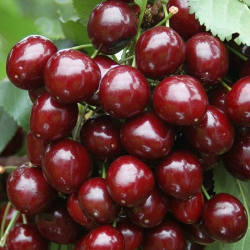 Купить Двухлетние саженцы колоновидной вишни. Сорт "Восторг