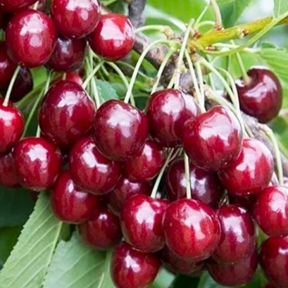 купить Двухлетние саженцы колоновидной вишни Сорт "Королева"