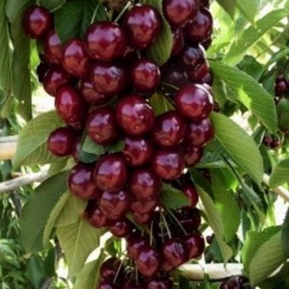 Купить Двухлетние саженцы колоновидной вишни Сорт "Малютка"