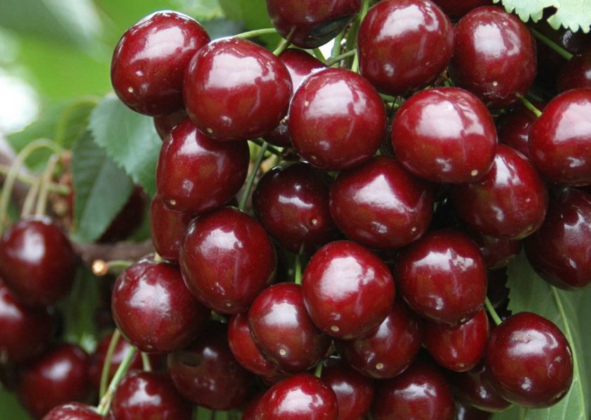 Купить Двухлетние саженцы колоновидной вишни Сорт "Хелена"