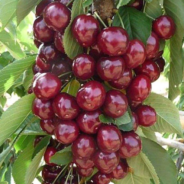 саженцы плодовых деревьев черешня