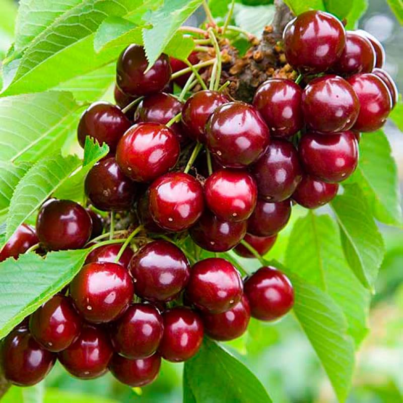 Купить Двухлетние саженцы колоновидной черешни Сорт "Малютка"