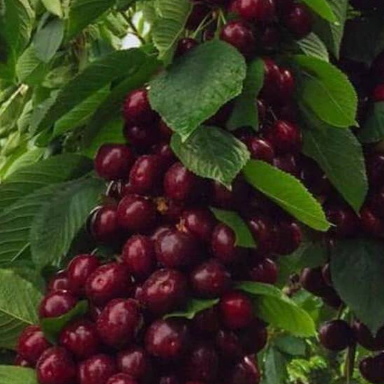 Купить Двухлетние саженцы колоновидной черешни Сорт "Сабрина"