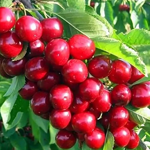 Купить Двухлетние саженцы колоновидной черешни Сорт "Сильвия"