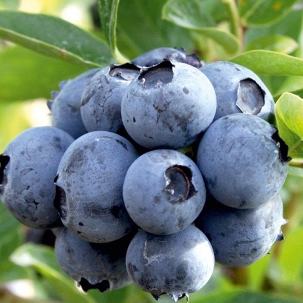 Купить саженцы голубики 7 лет сорт дюк