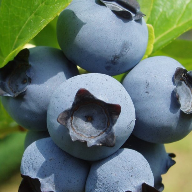 Купить саженцы голубики 7 лет сорт северная