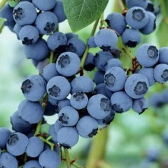 Купить саженцы голубики 7 лет сорт Вударт