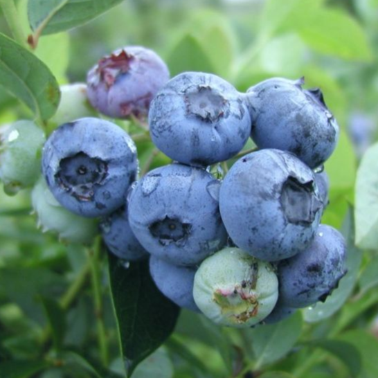 Купить саженцы голубики 7 лет сорт Блюэтта