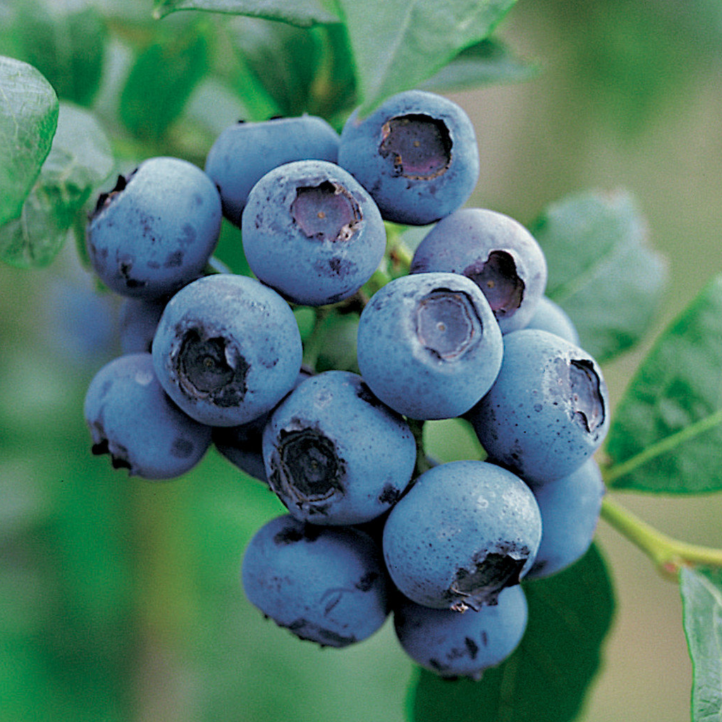 Купить саженцы голубики 7 лет сорт Блю Кроп