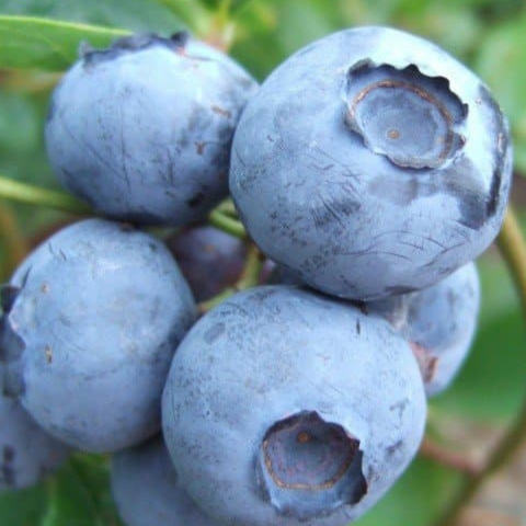 Купить саженцы голубики 7 лет сорт Блю Голд