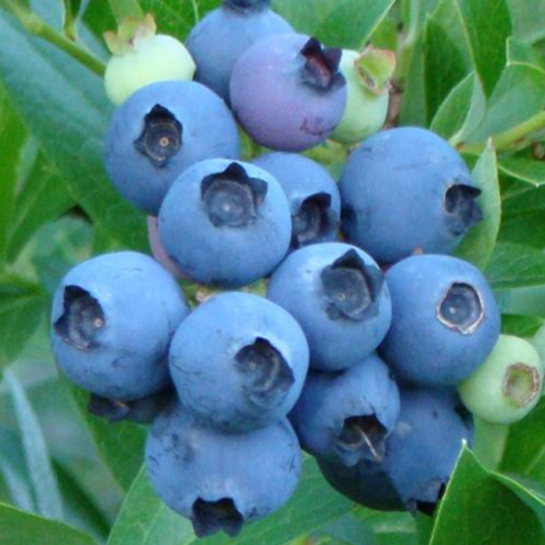 Купить саженцы голубики 7 лет сорт Нортлан