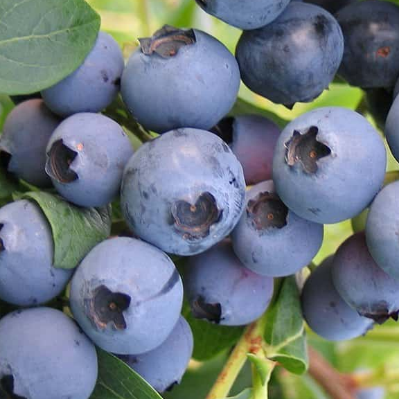 Купить саженцы голубики 7 лет сорт спартан