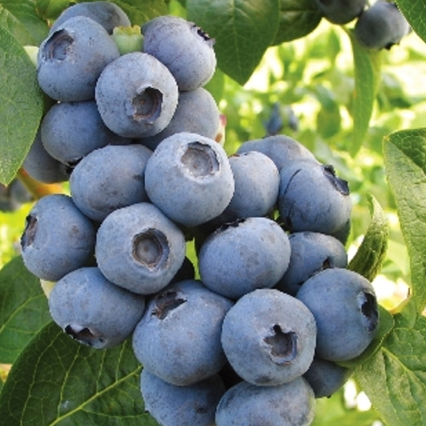 Купить саженцы голубики 7 лет сорт Торо