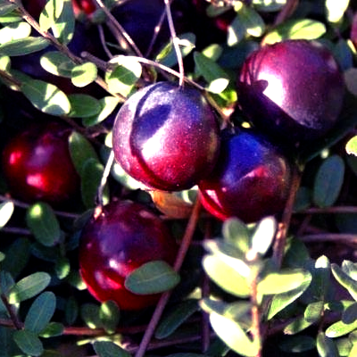 Купить саженцы клюквы 2 года сорт Эрли Блэк