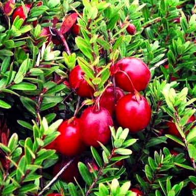 Купить саженцы клюквы 2 года сорт Стивенс