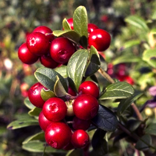 Купить саженцы клюквы 2 года сорт пилигрим