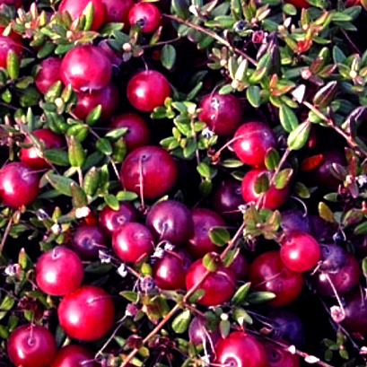 Купить саженцы клюквы 2 года сорт Северянка