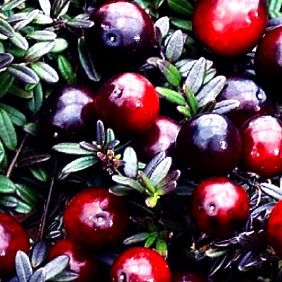 Купить саженцы клюквы 2 года сорт кроули